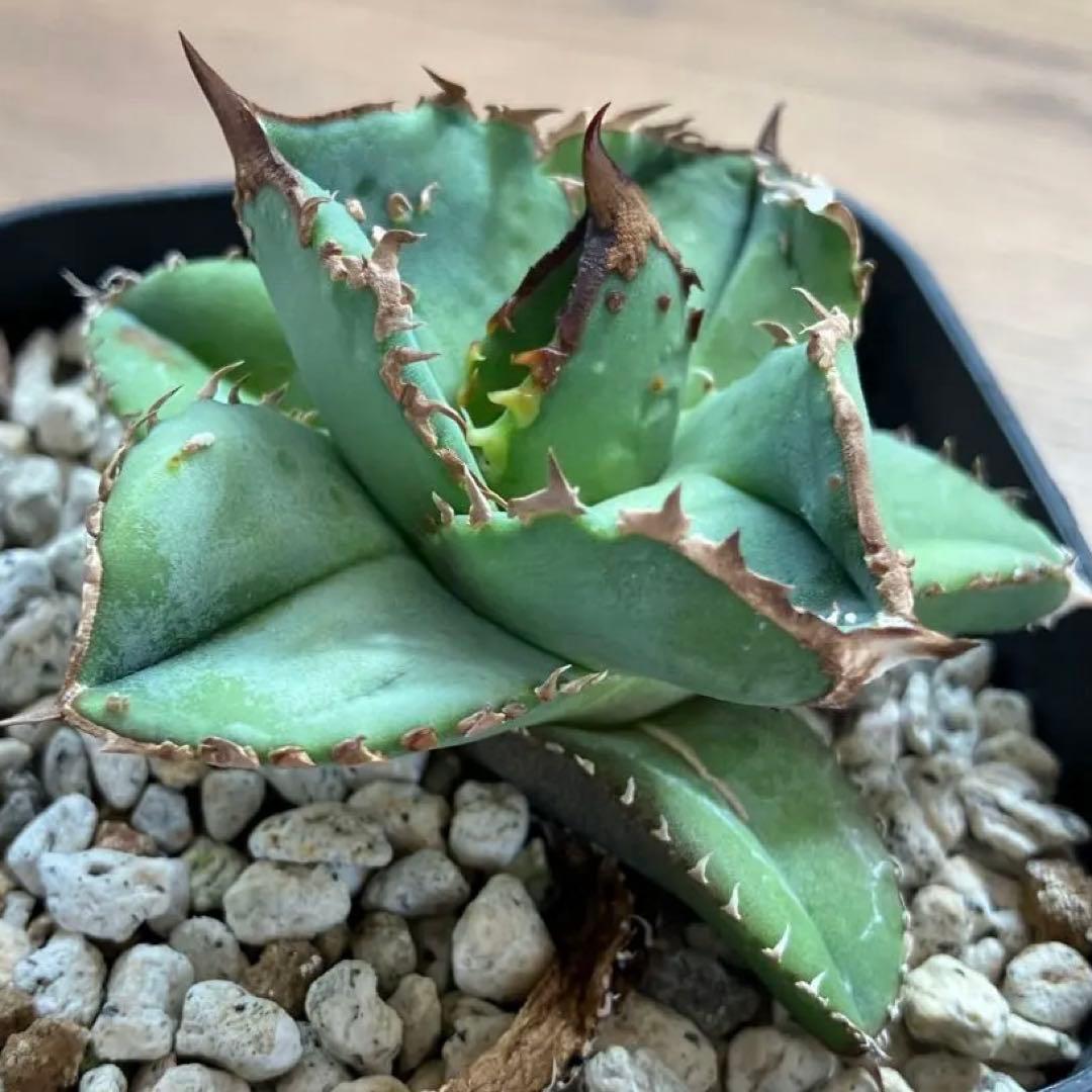 S*2様 【クリスマスオークション】④サイズ大　ぶつぶつ　アガベ　鰐亀　TC