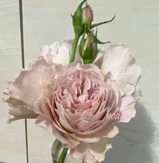 ❀Aliceꫂ ၴႅၴさま❀　バラ　苗　切り花品種　幻想的な色あい　 る