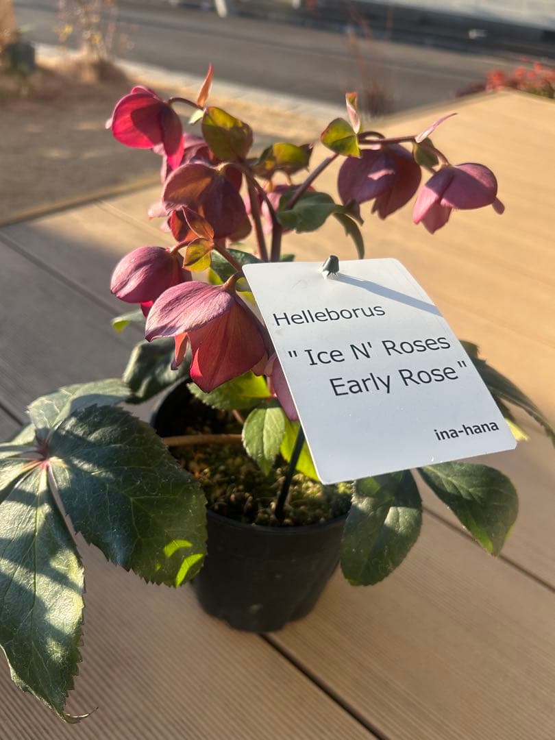 確認用　氷の薔薇アーリーローズ　　キャメロット クリスマスローズ,童仙房ナーセリー＆ガーデンのクリスマスローズ,氷の