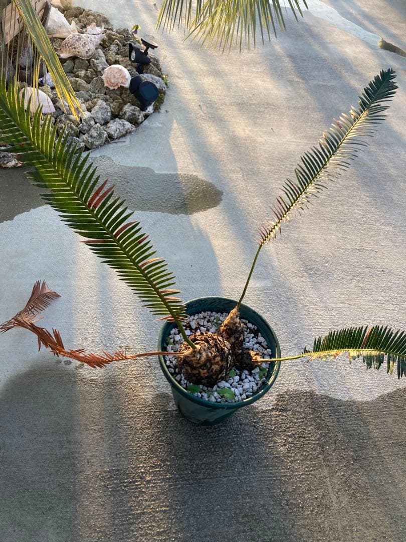 特大！ディオーンエデュレ！超美株　3頭　ソテツ　条件付き