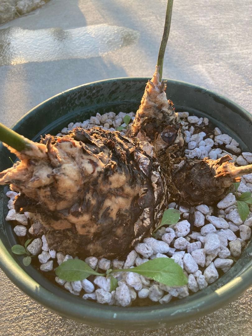 特大！ディオーンエデュレ！超美株　3頭　ソテツ　条件付き