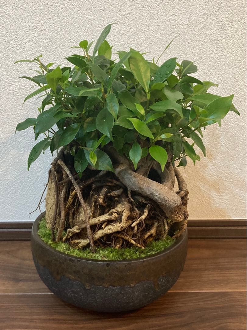 ガジュマル盆栽 樹齢30年 塊根植物 - メルカリ