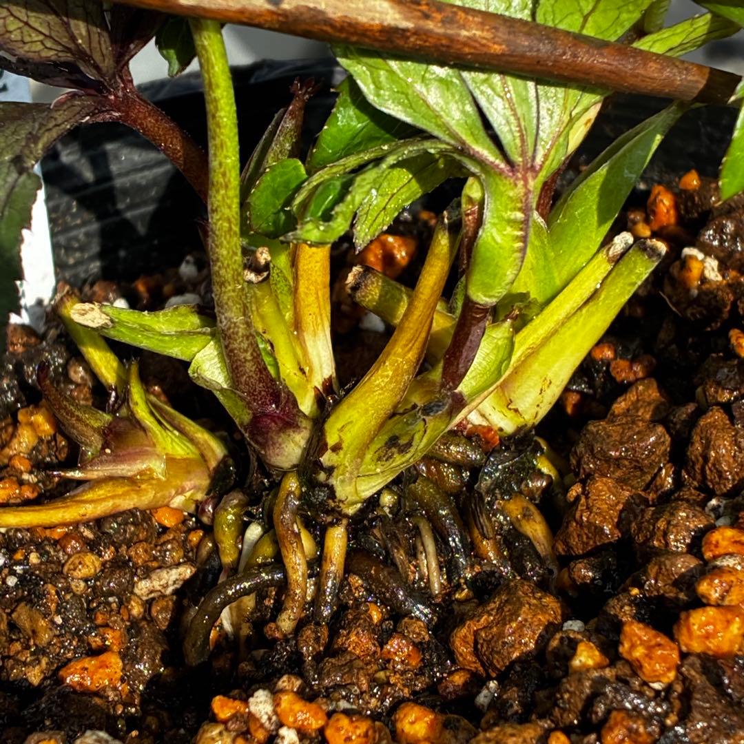 も*読様 3540☘️蕾花タグ付☘️オキシ交配⭐️超小輪⭐️超コロコロカップ⭐️