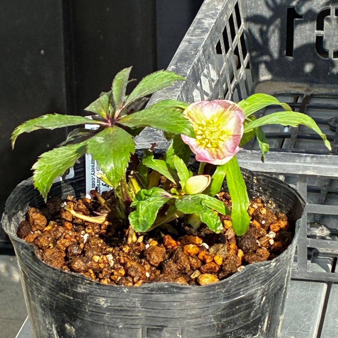 も*読様 3540☘️蕾花タグ付☘️オキシ交配⭐️超小輪⭐️超コロコロカップ⭐️