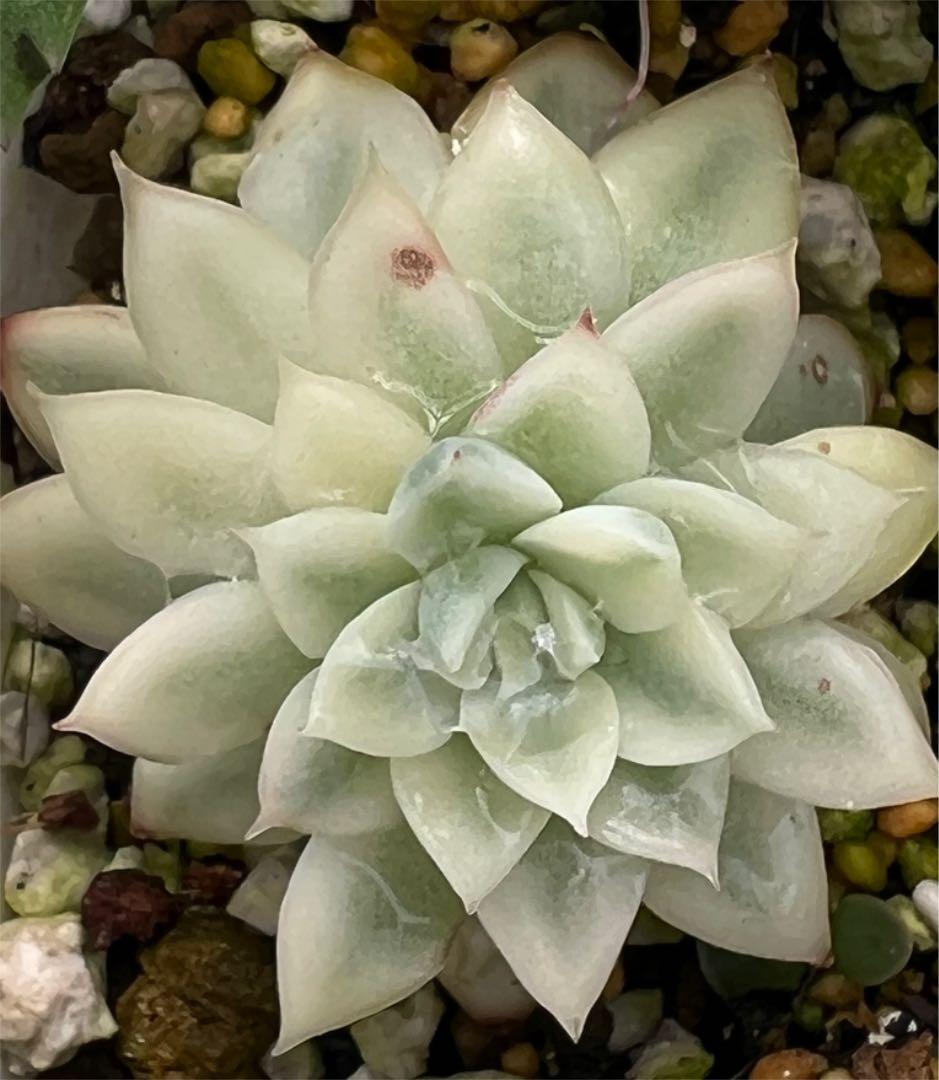 女雛錦   抜き苗  虫食いあり