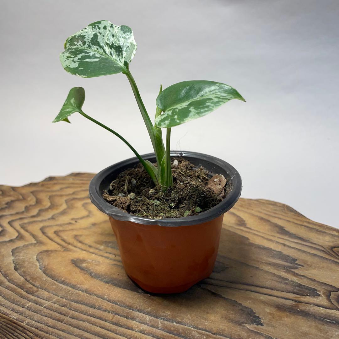 q19品種保証！斑入り保証！Bulbasaurモンステラ バルバソー フシギダネ