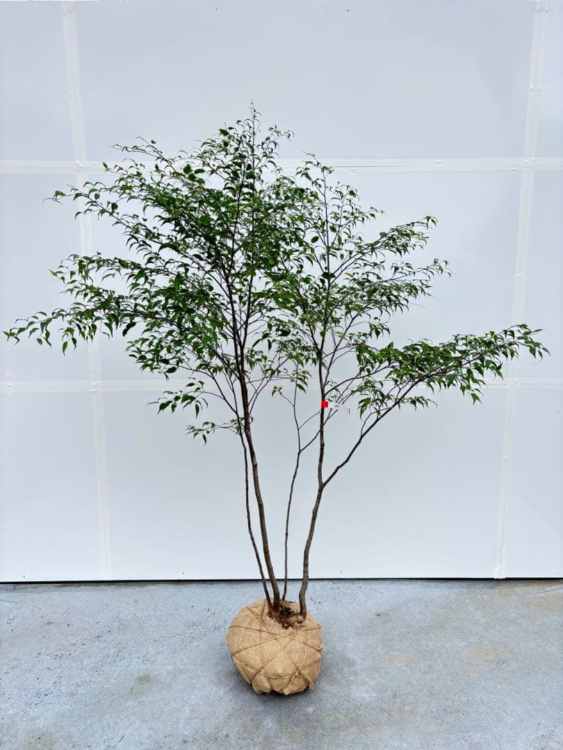 美しい樹形が魅力的 山採り ハイノキ 株立 693 樹高1.8m位 高級樹 美しい樹形が魅力的 山採り ハイノキ 株立 735 樹高2.1m位 高級樹