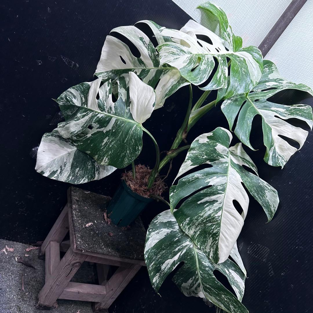 斑入りモンステラ ホワイトタイガー極美大株69cm白斑多 斑入りモンステラ ホワイトタイガー極美大株61cm白斑多 - メルカリ
