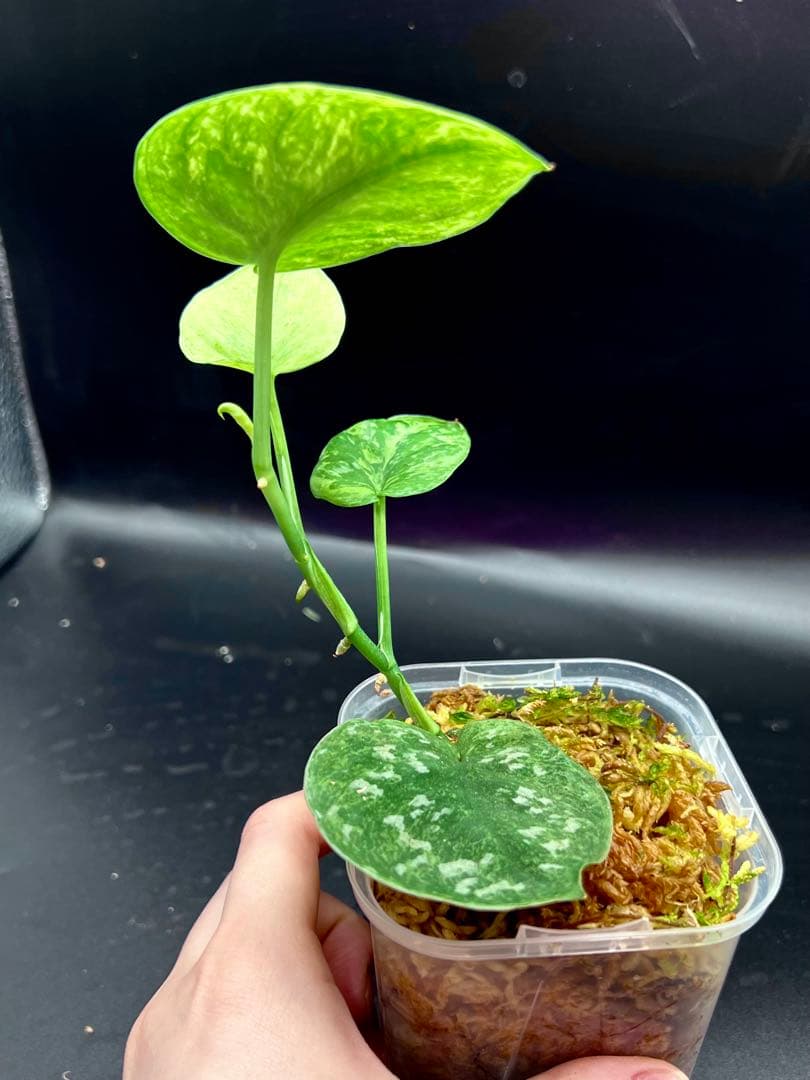 funako様専用スキンダプサス ネビュラ 斑入り バリエガータ 美株