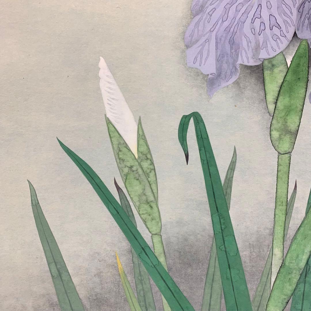 【掛軸】井上清治「菖蒲」共箱 太巻 二重箱仕立て