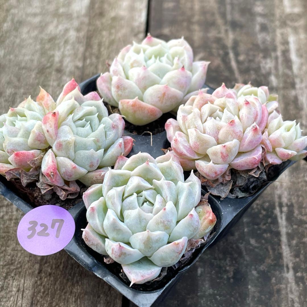 SALE❗️327多肉植物 エケベリア クイーンセッキカ 抜き苗 4苗セット