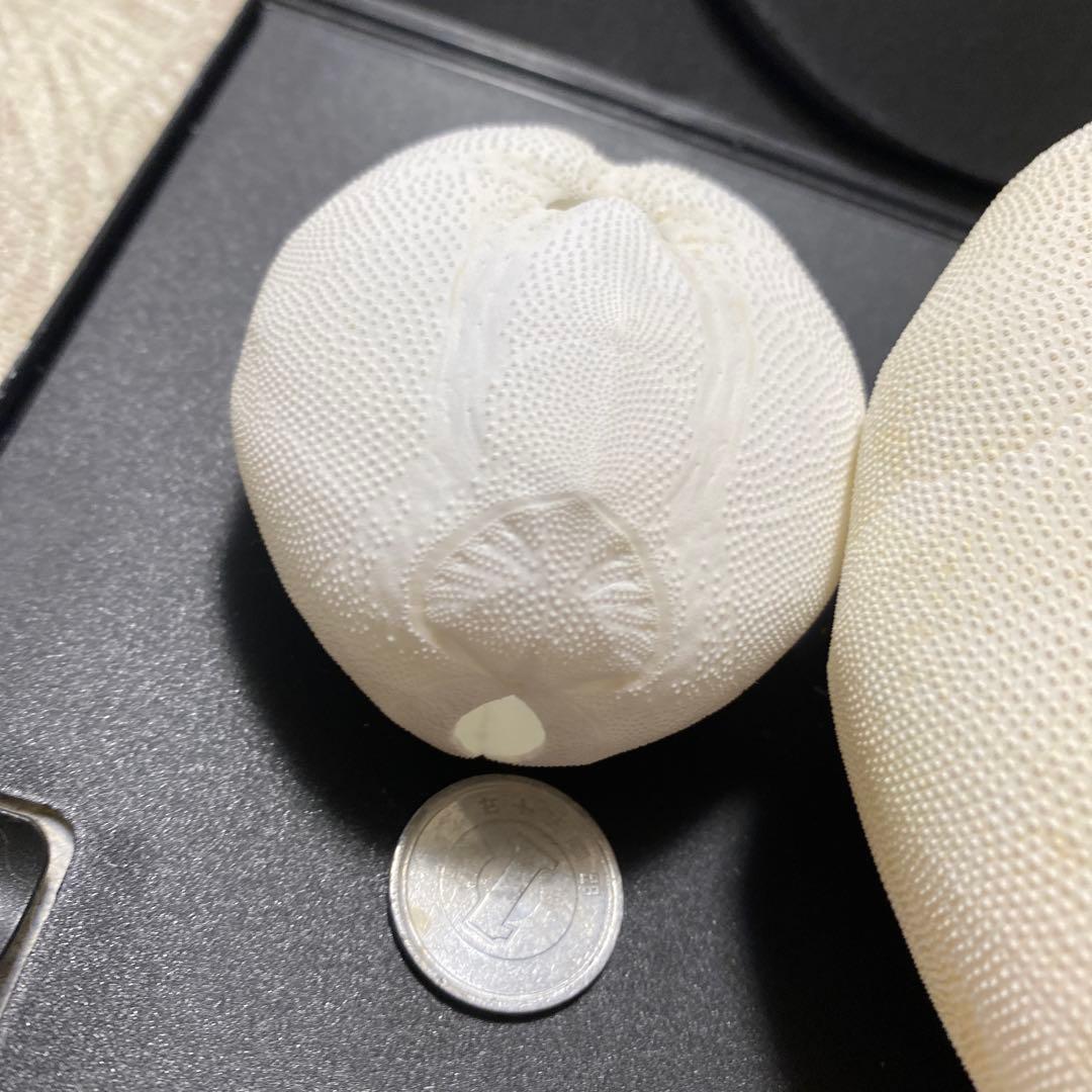 ライオンブンブク ライオネスブンブク ウニ標本 ウニ殻標本 標本