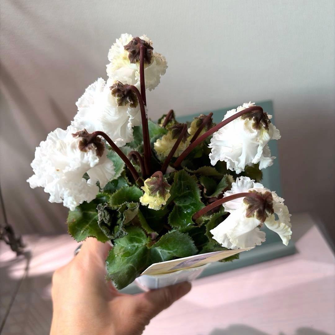 【レア】ミニシクラメン　バニラホワイト《12/20》ガーデンシクラメン