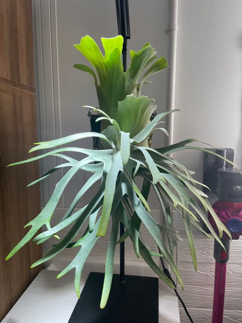 【お得】P. willinckii IZANAGI伊弉諾イザナギ子株小さめ#24 P.Izanagi】 ワイルド選抜の大きくなりにくいコンパクトな株