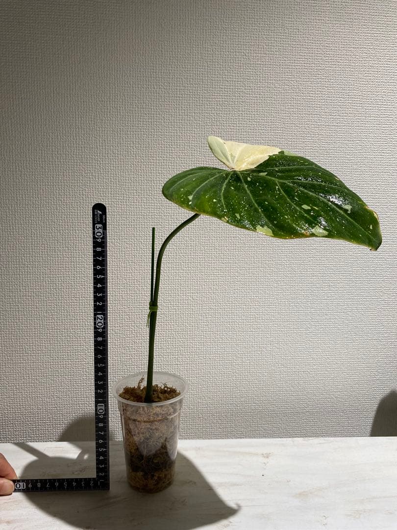 フィロデンドロン グロリオーサム トリカラー 斑入り - メルカリ