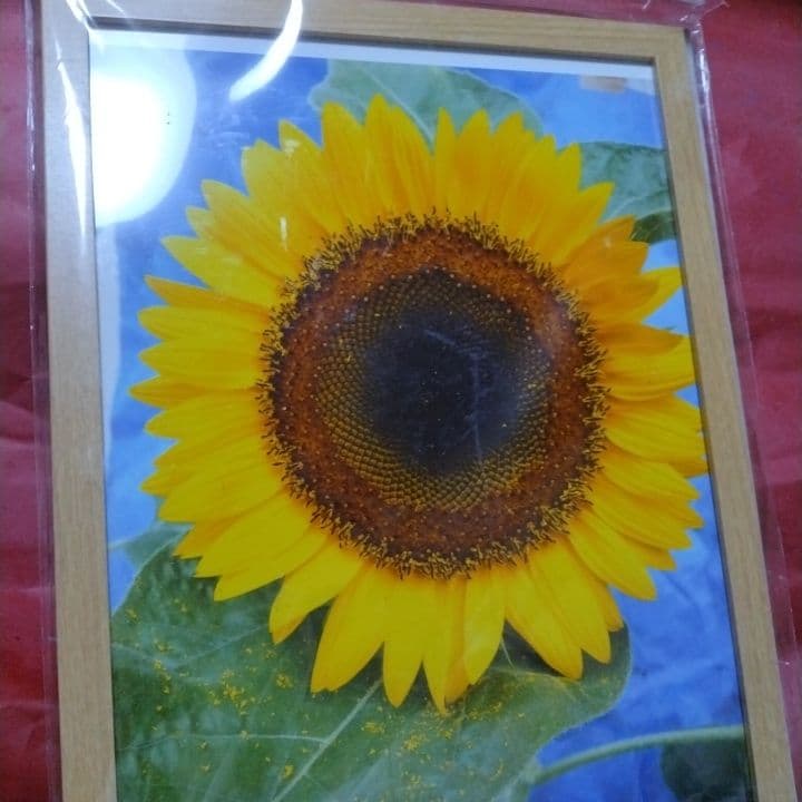 ひまわりの写真 A3茶色の木製フレーム 世界の名作）フォトフレーム ひまわり LAKOLE/ラコレ - アスクル