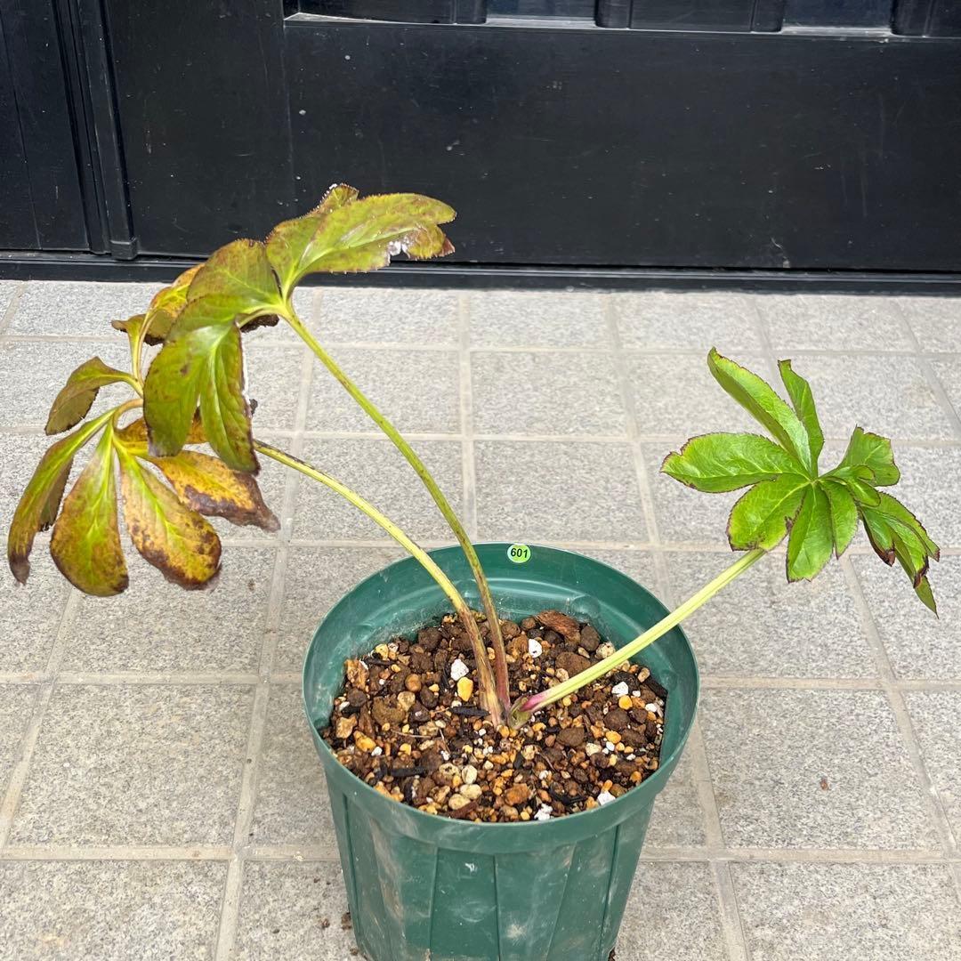 ヒ*ロ様 ☘️ラスト2☘️❤️根充実❤️しっかり新芽元気株❤️601【Ash】【