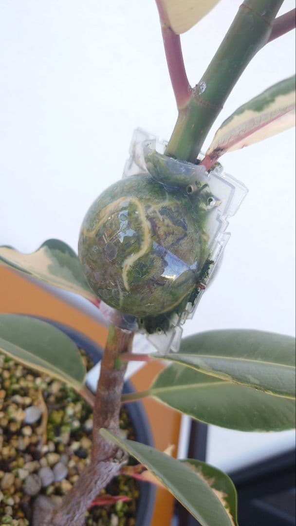 フィカス エラスティカ ドリーミーアサヒ ※発根済 - メルカリ