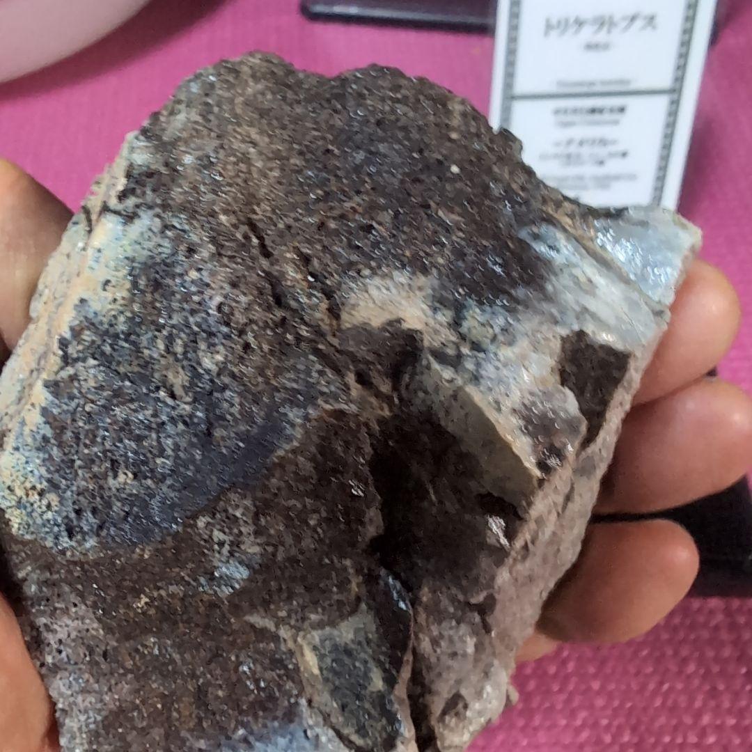 本物 トリケラトプス 特大角化石の一部 ラベル付き 485グラム - メルカリ