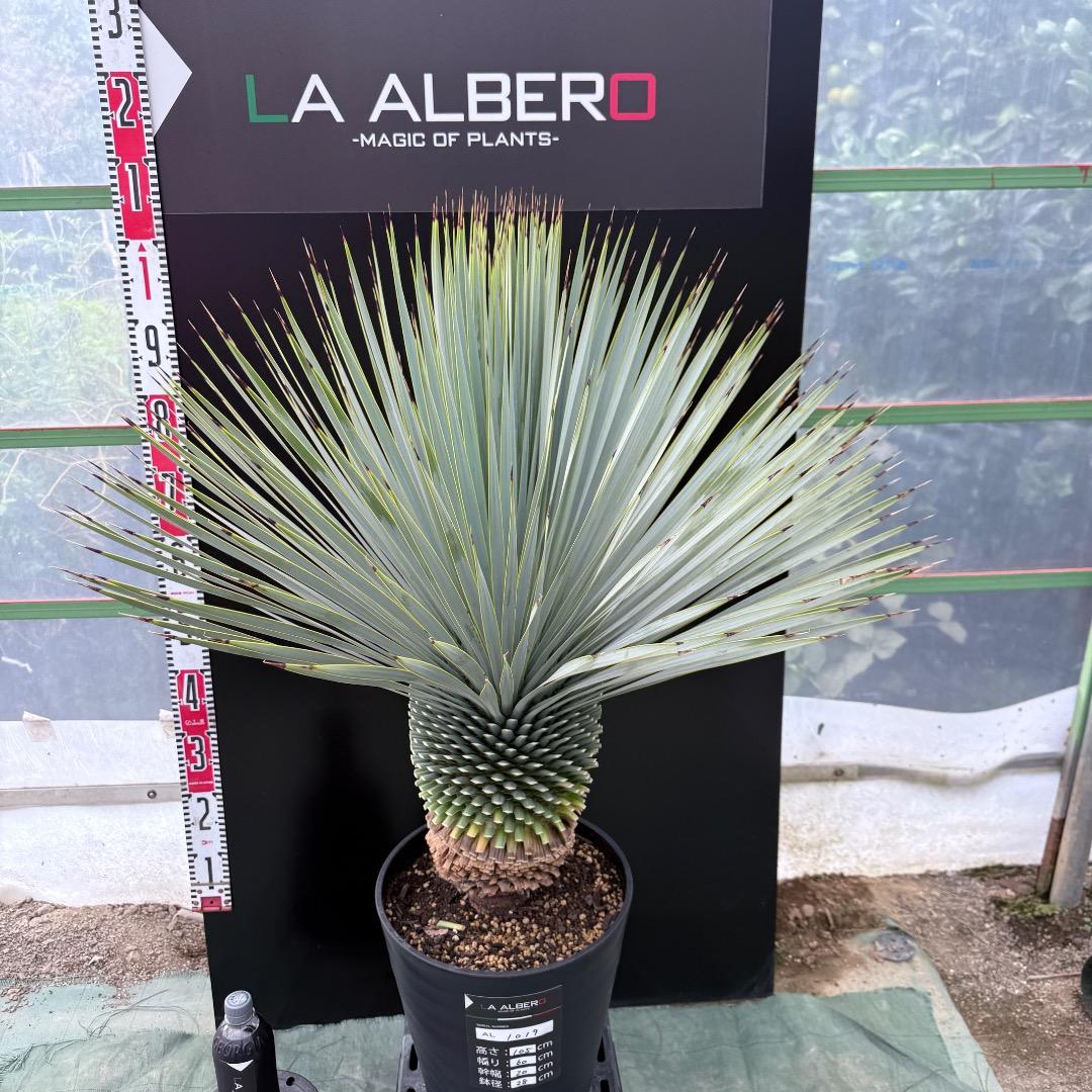 【AL1019】ユッカ　ロストラータ　シルバーブルー個体　超極太　超超美形