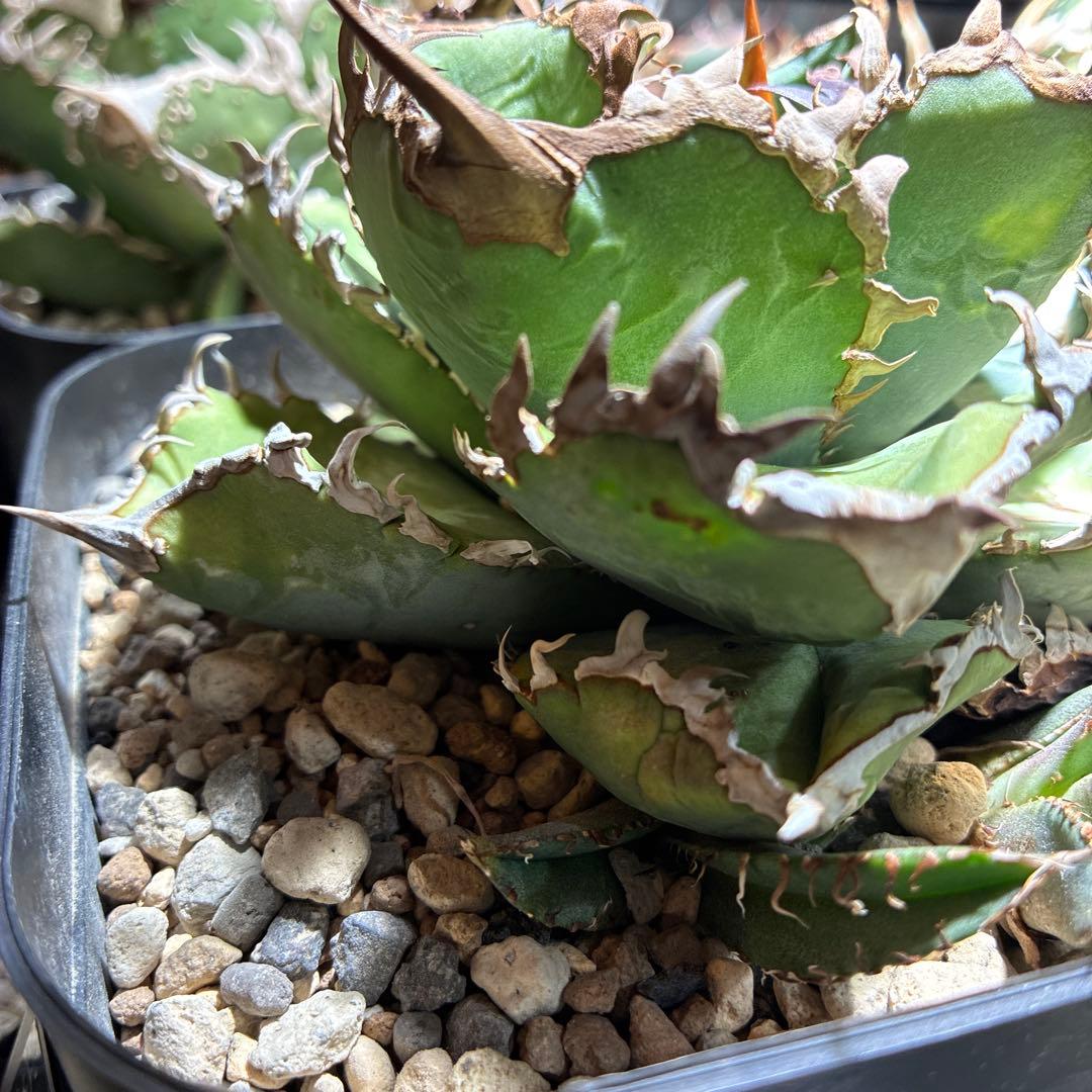 こりすけページ