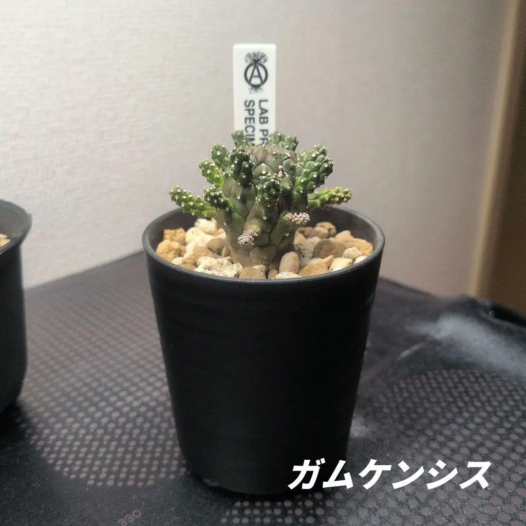 【レア】ユーフォルビア ガムケンシス 塊根植物 コーデックス ボタニカル コーデックス：ユーフォルビア ガムケンシス 大株 実生*幅12cm 現品