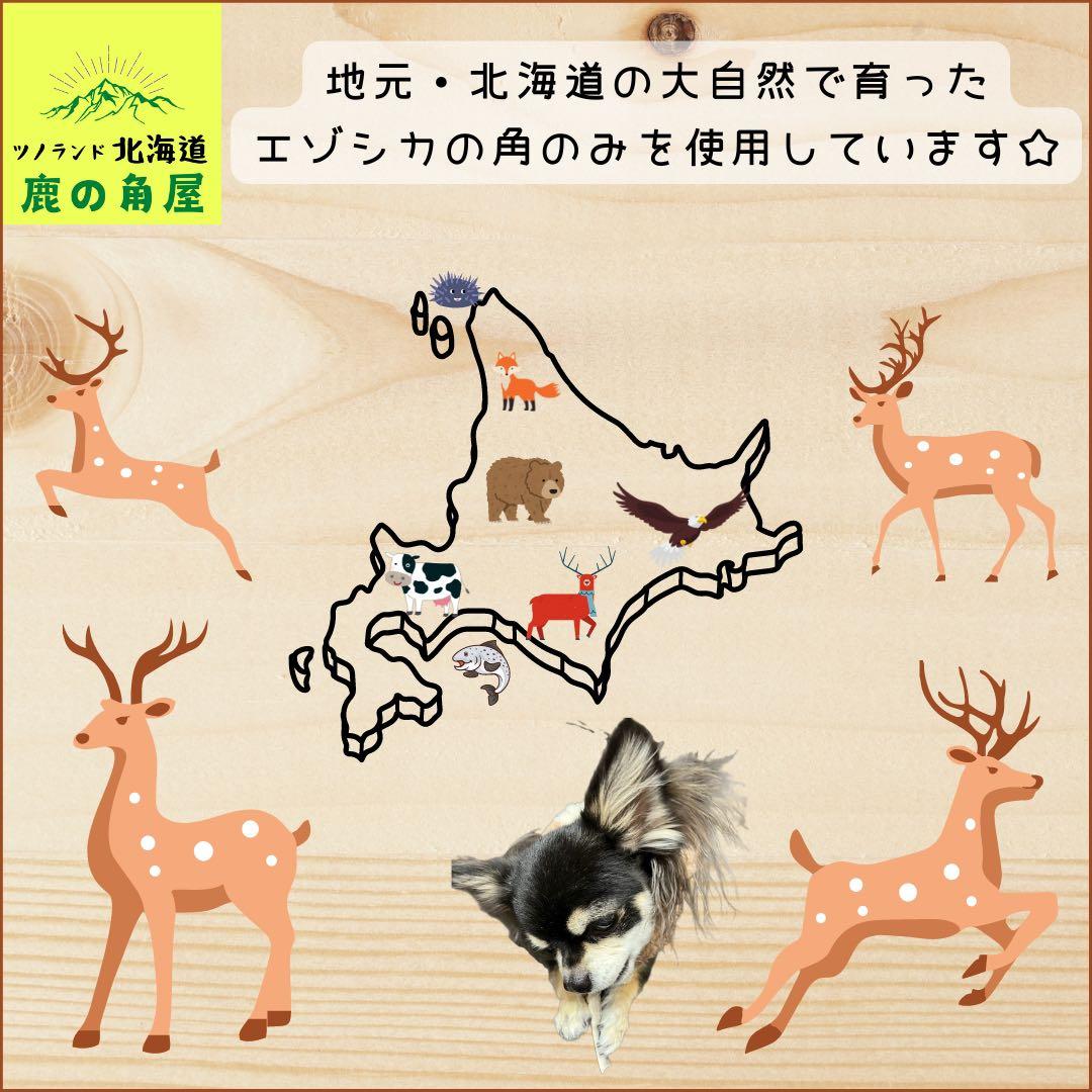 ⭐︎現物⭐︎鹿の角⭐︎S×2本セット⭐︎角先⭐︎犬のおもちゃ⭐︎691