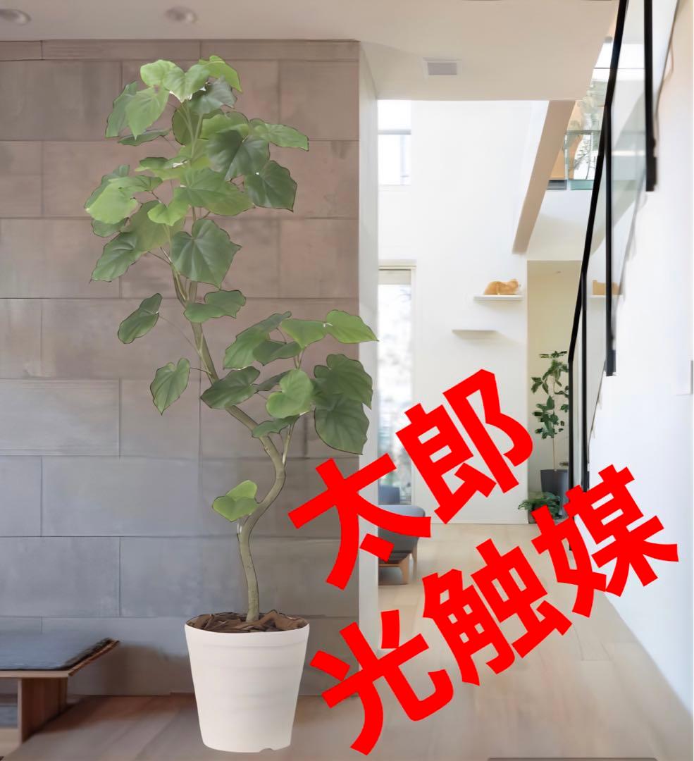 光触媒　人工観葉植物　フェイクグリーン　ツイストウンベラータ1.6 楽天市場】【ポイントUP】【公式】ツイストウンベラータ ウッドポット