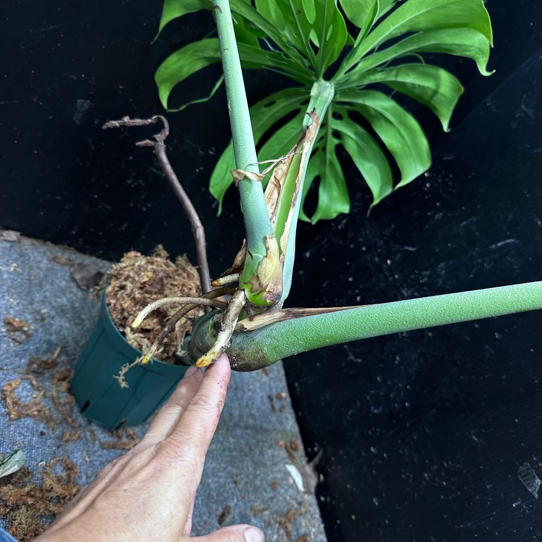 モンステラデリシオーサマクロコズム大型葉希少系統鉢植え高さ70㎝超大