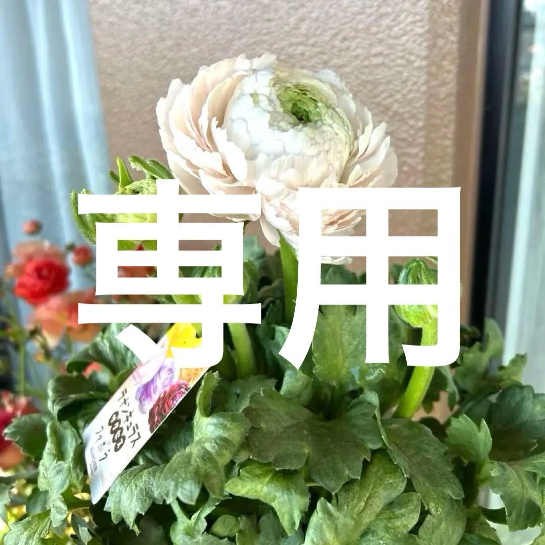 超大輪】パステル系ラナンキュラス サクセスシリーズ ファボラ 《2/19