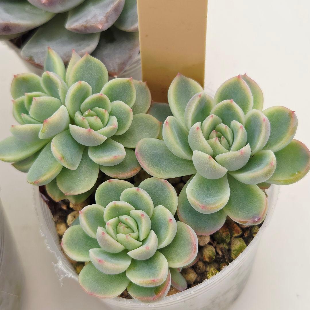 同梱ひまゆき様①大きめ苗 さくらホイップ❣️中里リン❣️エレイン交配❣️発根済