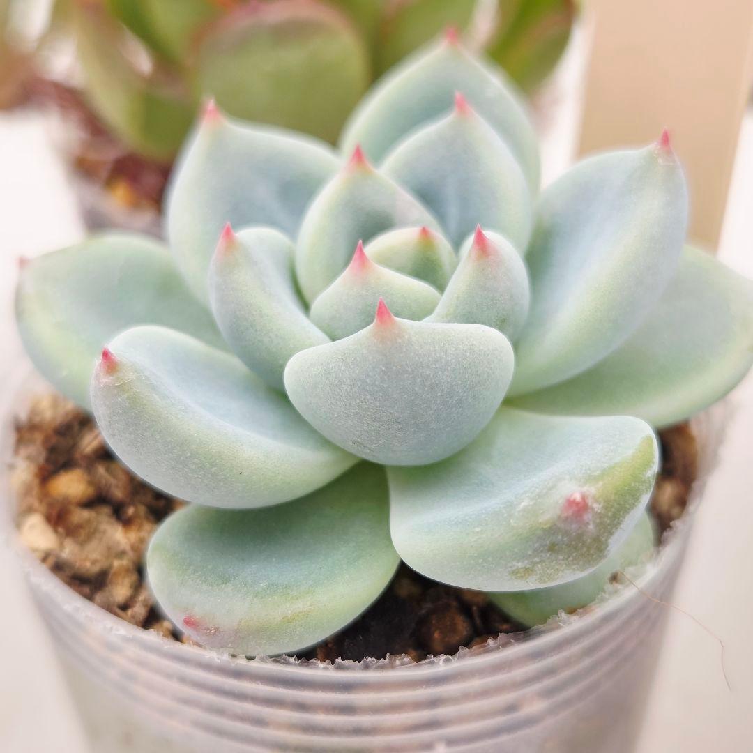 同梱ひまゆき様①大きめ苗 さくらホイップ❣️中里リン❣️エレイン交配❣️発根済