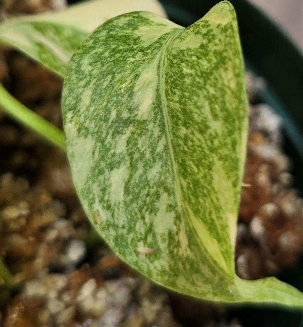 モンステラ ”レガシー”斑入り 順化済み！Legacy