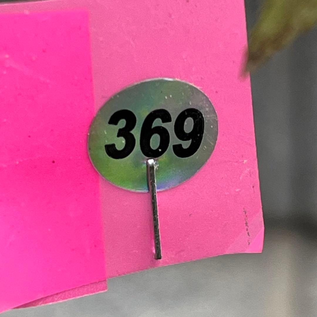 ⭐️スペシャル価格⭐️☘️ラスト2☘️❤️セール❤️369❤️ 超希少❤️ 【ヨシノ】