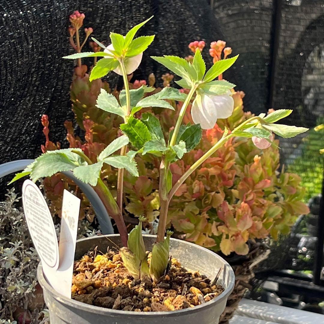 ⭐️スペシャル価格⭐️☘️ラスト2☘️❤️セール❤️369❤️ 超希少❤️ 【ヨシノ】