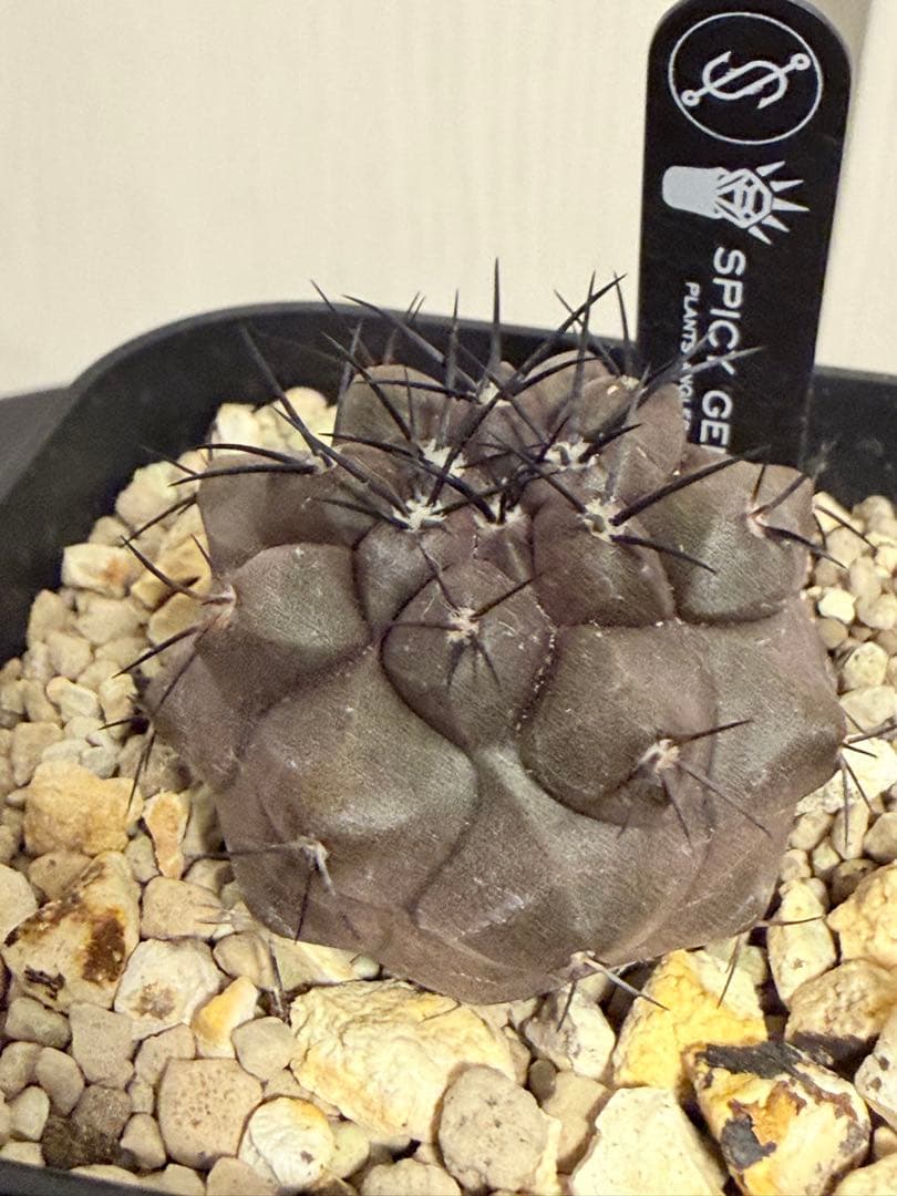 コピアポアデュラ 黒王丸 ハイブリット 実生 楽天市場】サボテン：コピアポア 黒王丸*幅3.5cm ☆赤松実生 現品