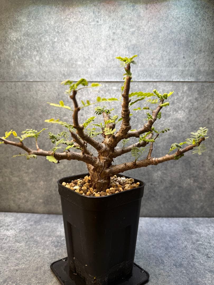 センナ メリディオナリス 海外実生 発根済み 431 - メルカリ