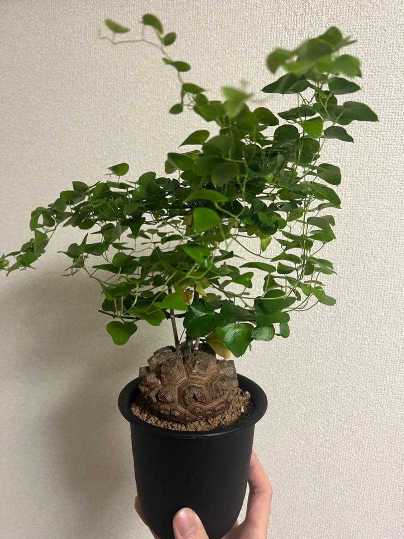 サルコカウロン ペニクリナム ユーフォルビオイデス カカリオイデス 3