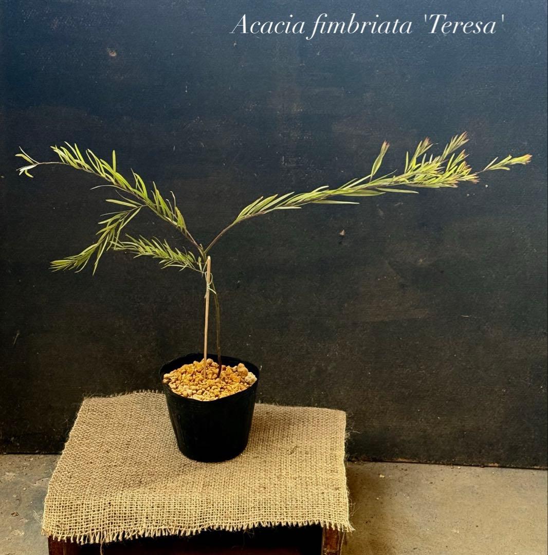 アカシア フィンブリアータ テレサ ①苗 ミモザ 苗木 ブリスベーン