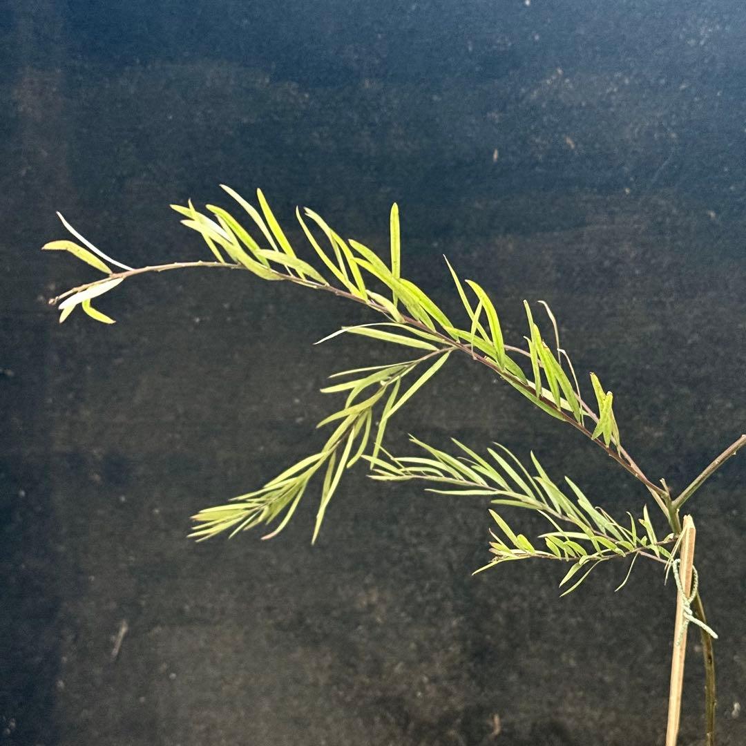 アカシア フィンブリアータ テレサ ①苗 ミモザ 苗木 ブリスベーン