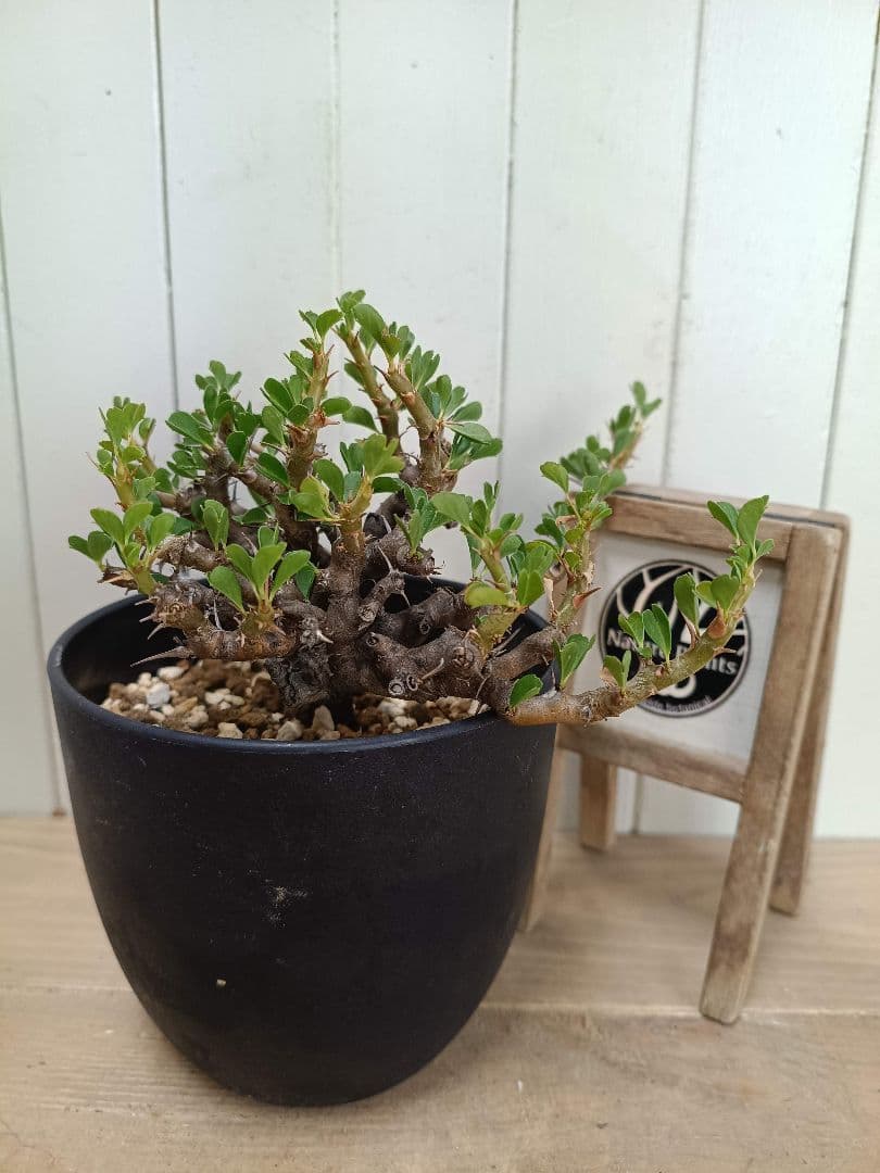 U031 厳選超美形展開株！サルコカウロン バンデリエティアエ現地球 sarcocaulon vanderietiae《L size》※サルコカウロン 希少夏型