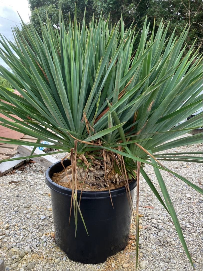 【超希少種】ユッカ・デグリナータ　#25098