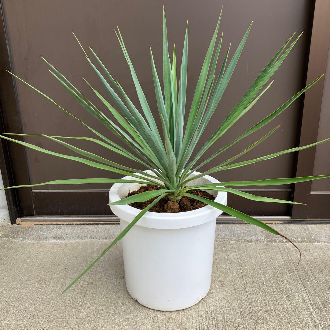 【超希少種】ユッカ・デグリナータ　#25098