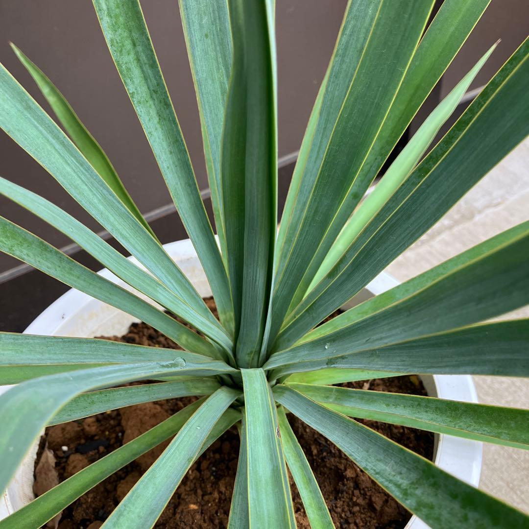 【超希少種】ユッカ・デグリナータ　#25098