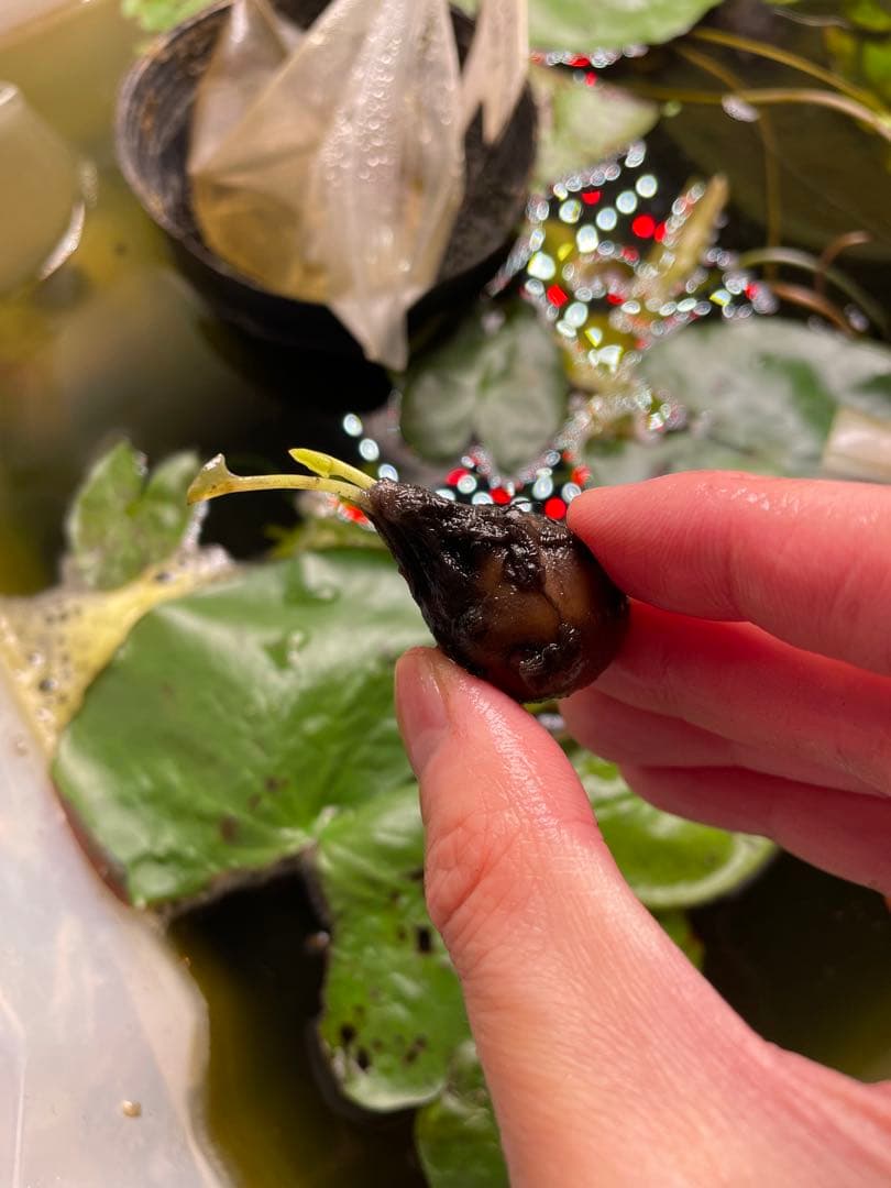 熱帯睡蓮　Dragon Ball アネクフィア亜属