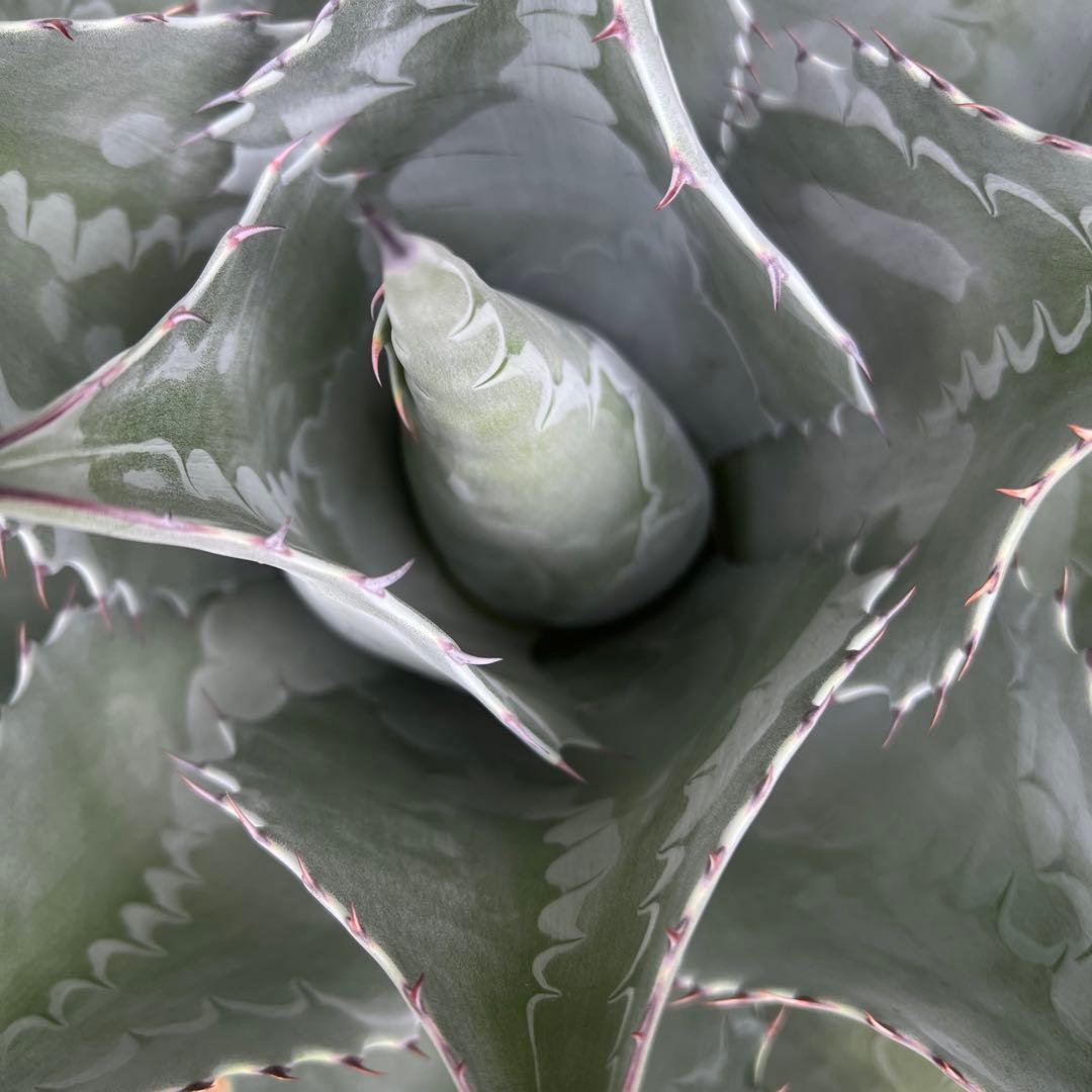 アガベ パラサナ 大株 地植え 最終値下げ中 - メルカリ