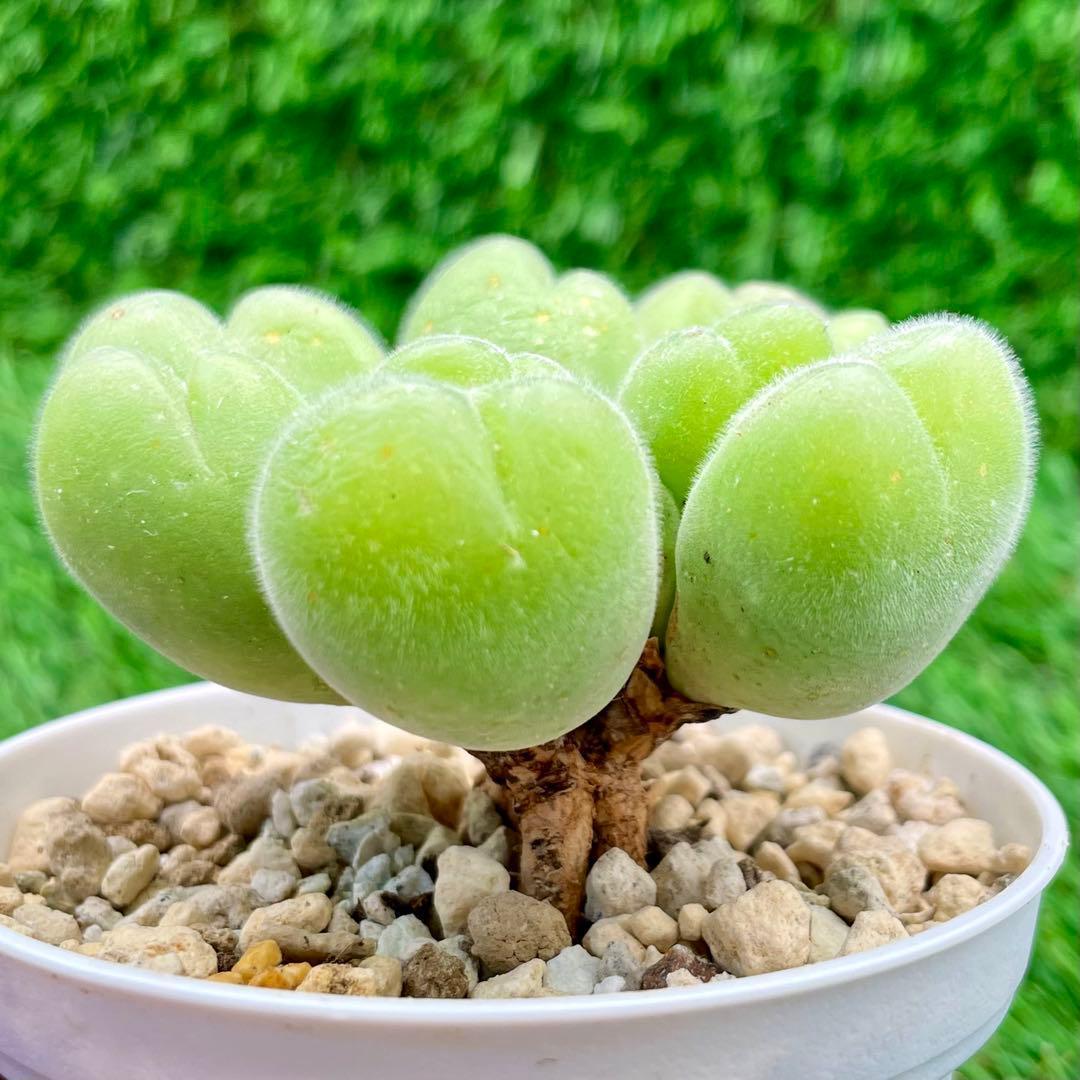 コノフィツム 毛翠滴 8頭～群生 大苗 産毛が生えたプリプリの丸い苗