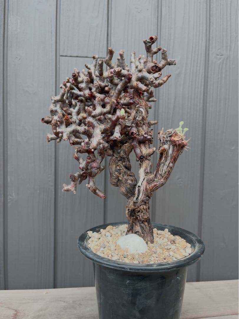 《期間限定販売❗️》『ペラルゴニウム　ミラビレ③』現地球　発根済み極美大株