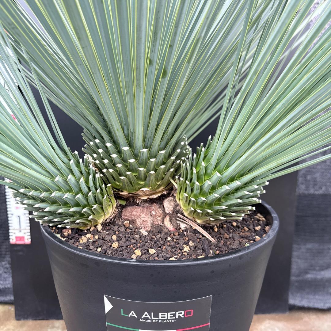 AL1202】ユッカ ロストラータ ランチョブルー（品種名）4ヘッド