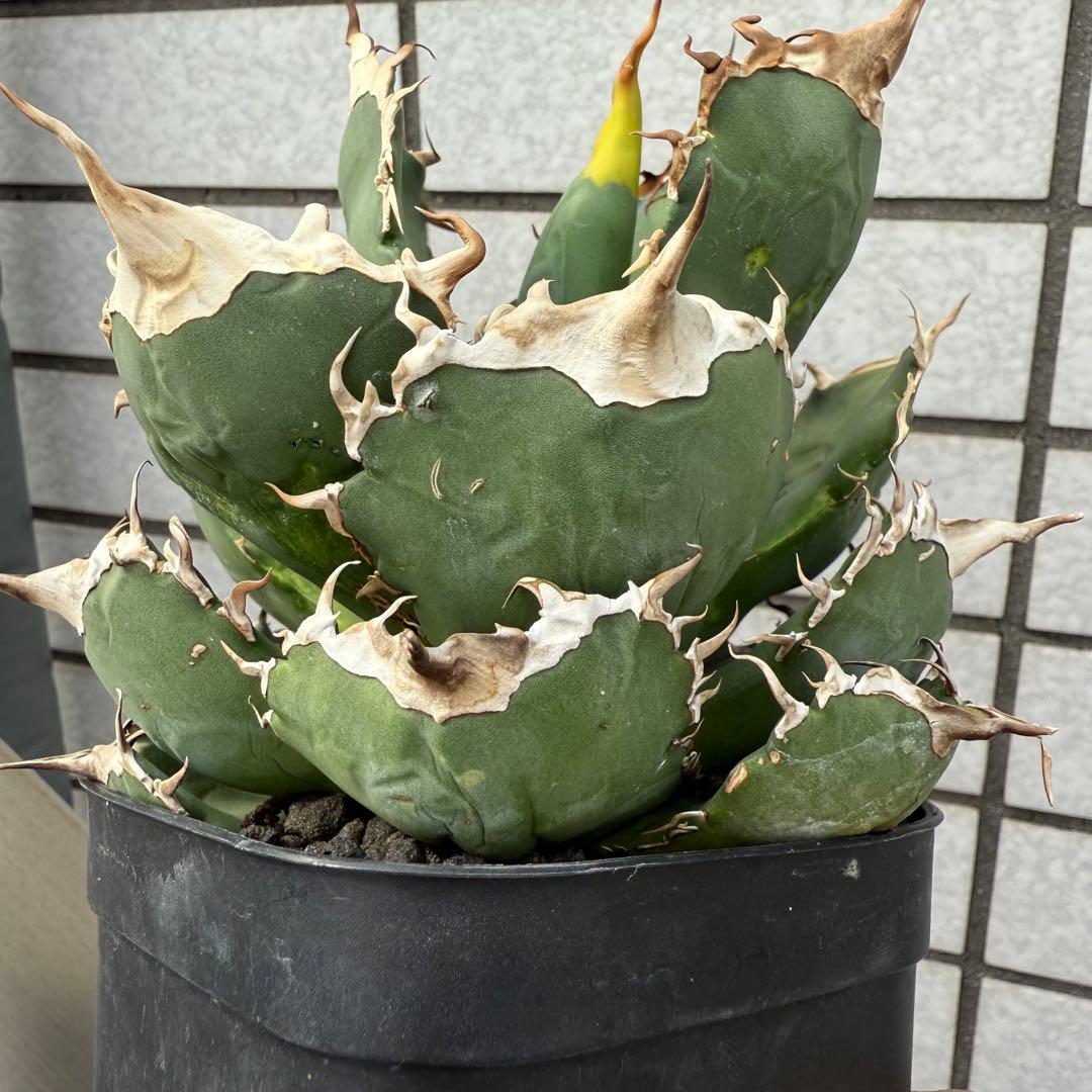 アガベ NU1 coyote plants株 子株 - メルカリ